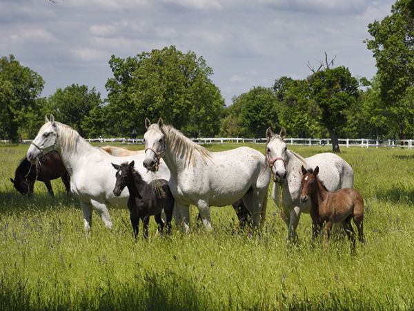 Lipica Stud Farm & Postojna Cave (Small Group)